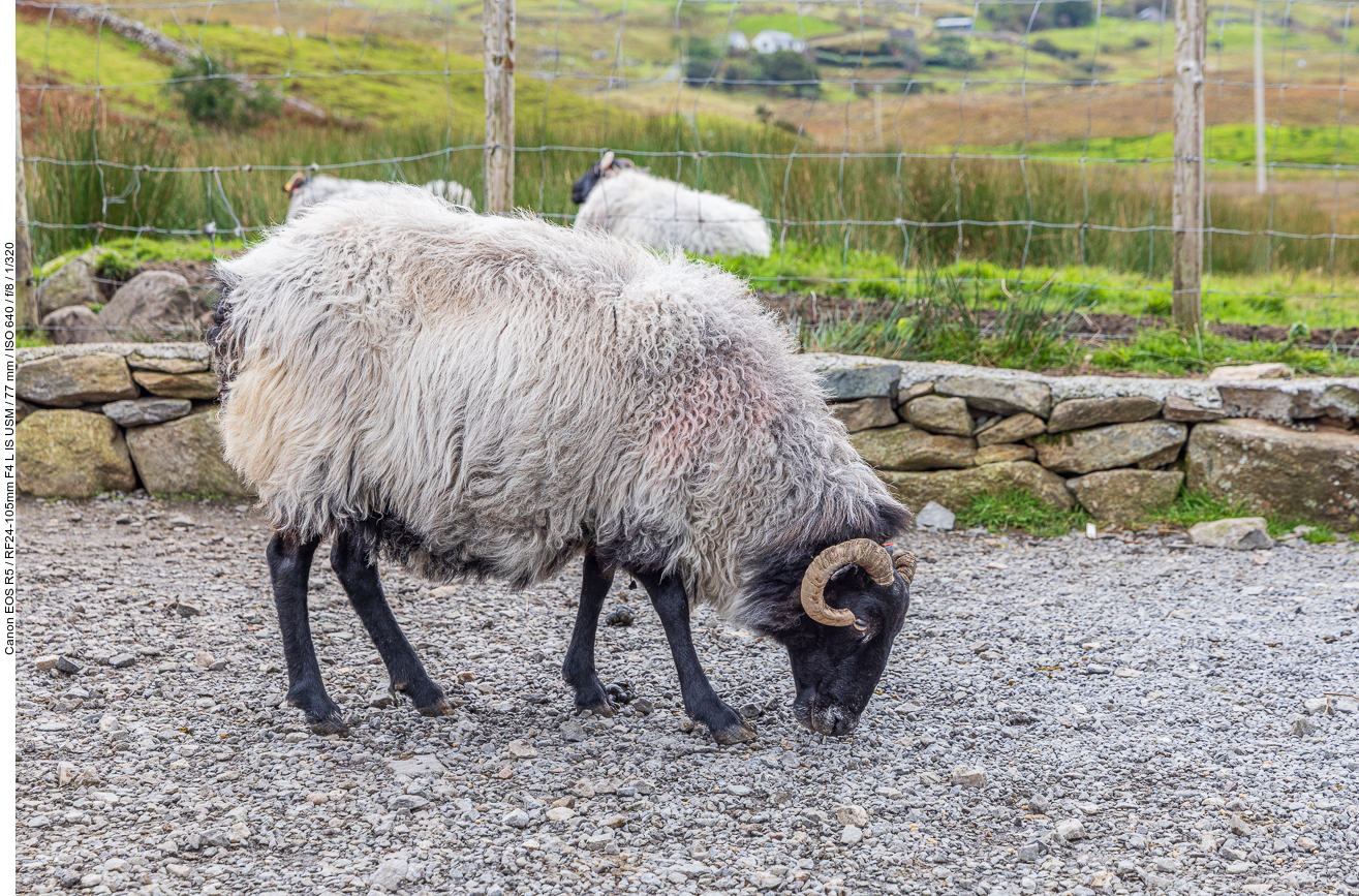 Scottish Blackface Schaf