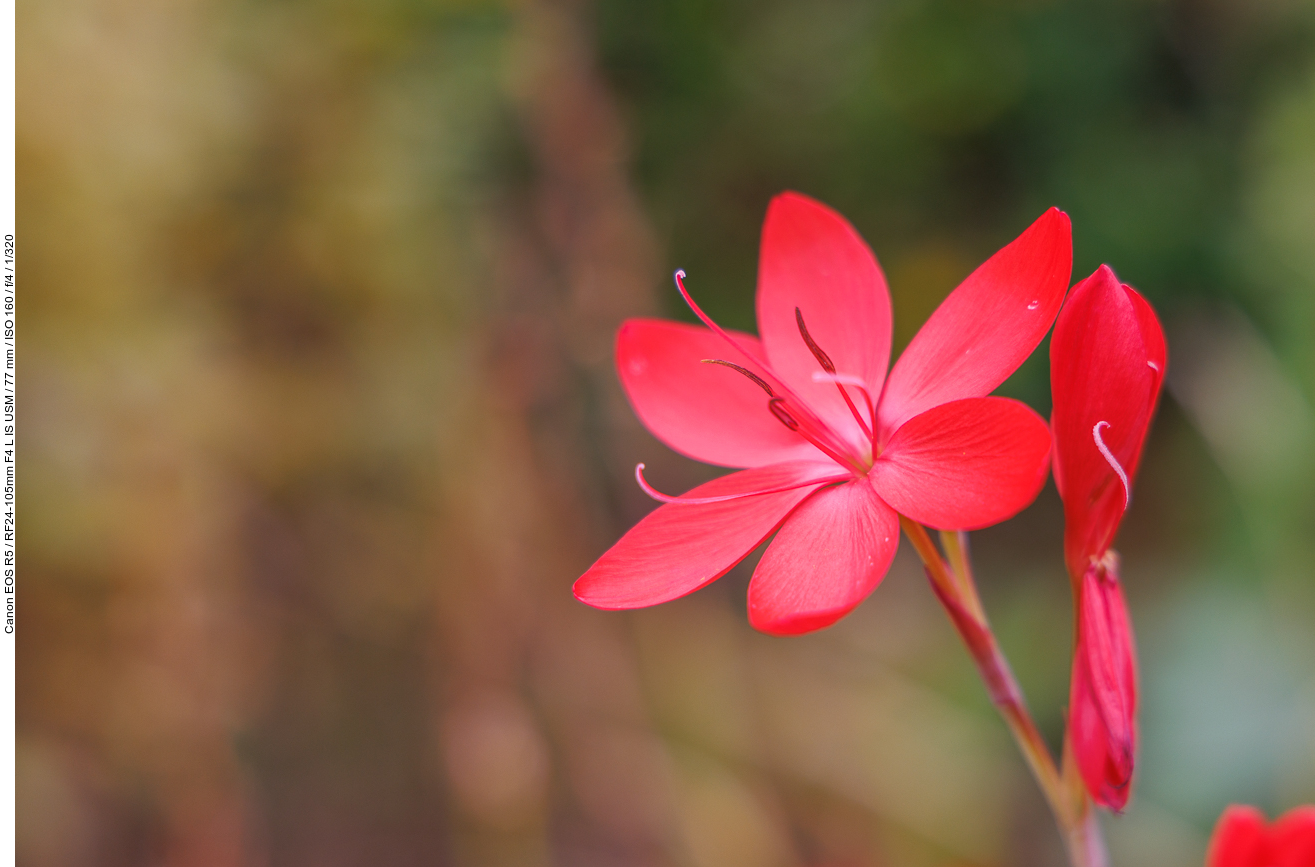 Rote Sumpfspaltgriffel [Hesperantha coccinea]