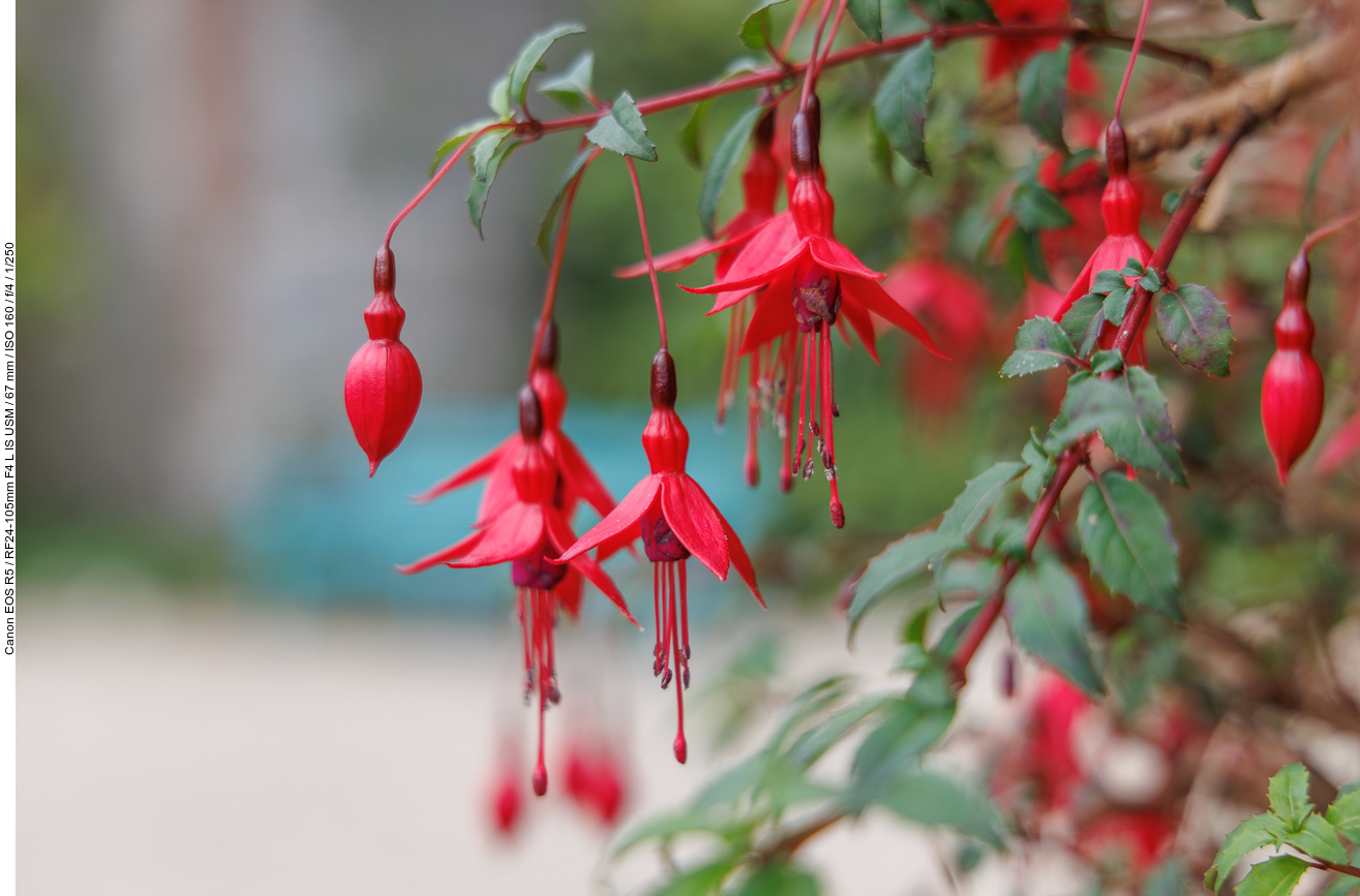 Scharlach Fuchsie [Fuchsia magellanica]