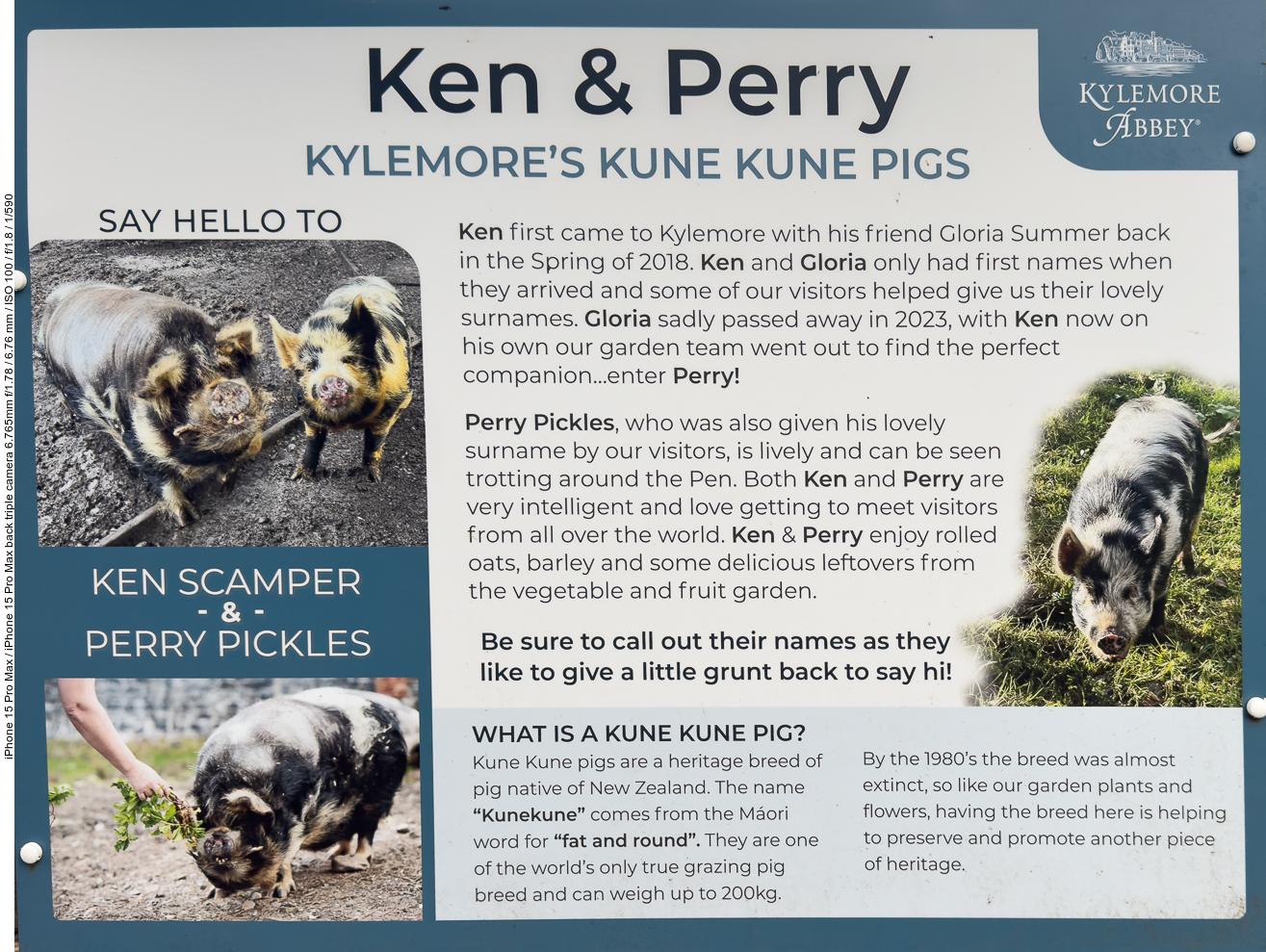 Ken & Perry, die beiden Schweine
