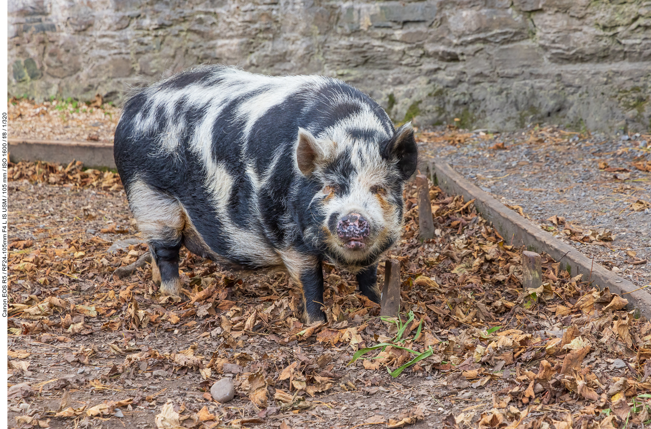 Kunekune ist eine neuseeländische Landrasse von Schweinen