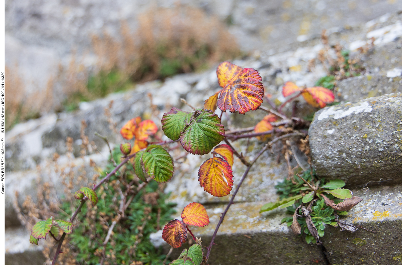 ... wachsen Pflanzen wie hier die Brombeere