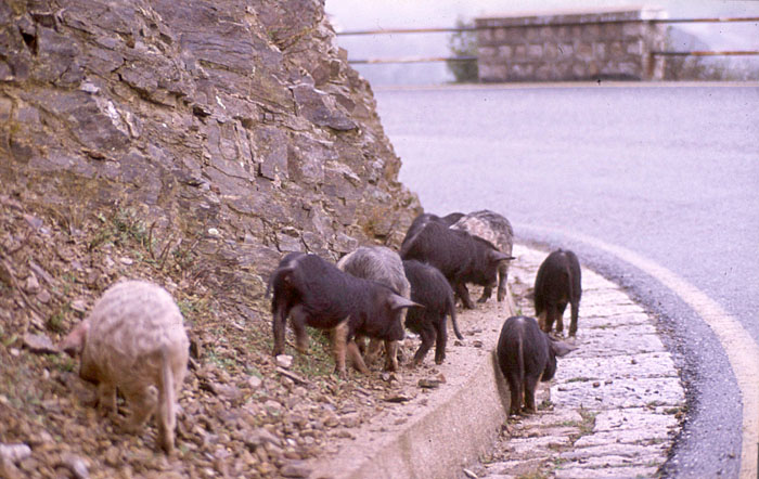 Auf Sardinien ist so eine Schweinerei keine Seltenheit ;-)