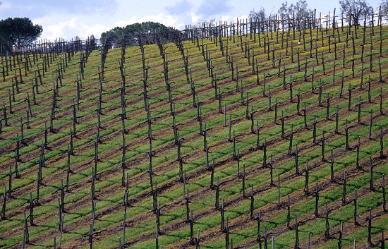 ... Weinberge ...