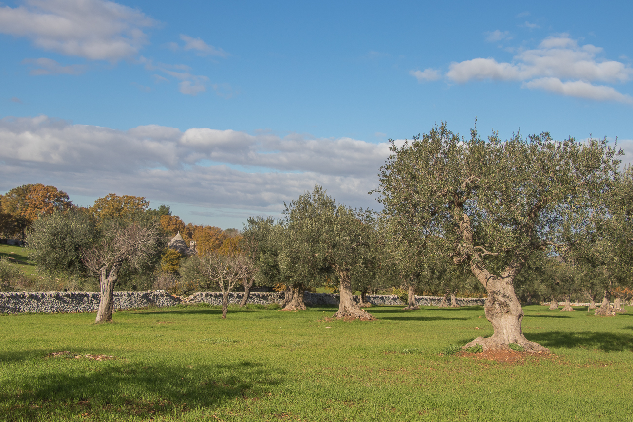 Olivenbäume
