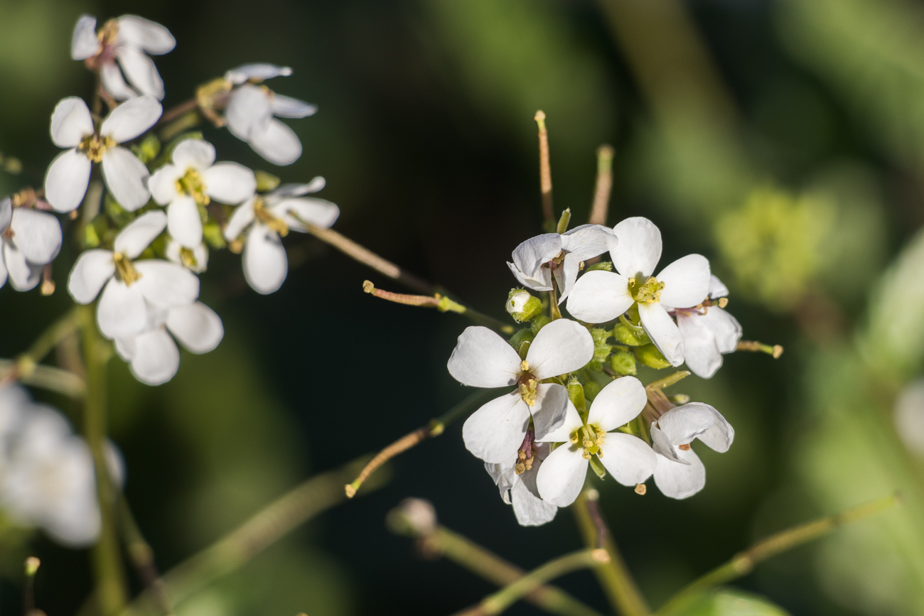 ... und den tausenden von Blüten 
