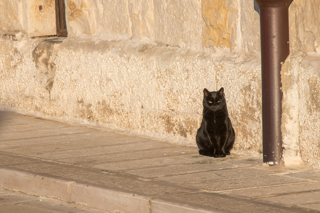 Schwarze Katz' von rechts nach links, Glück bringt's ;-) 