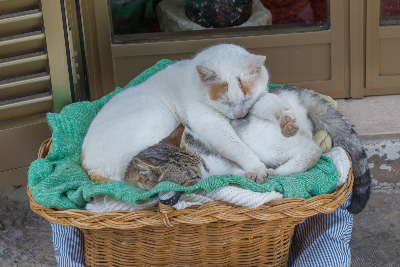 Kuschelnde Katzen 