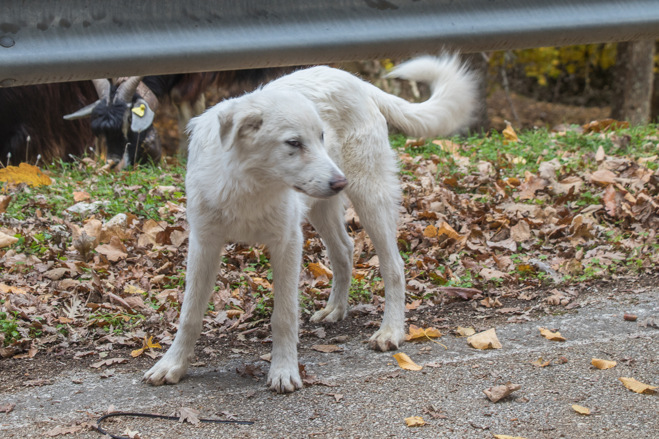 Hütehund
