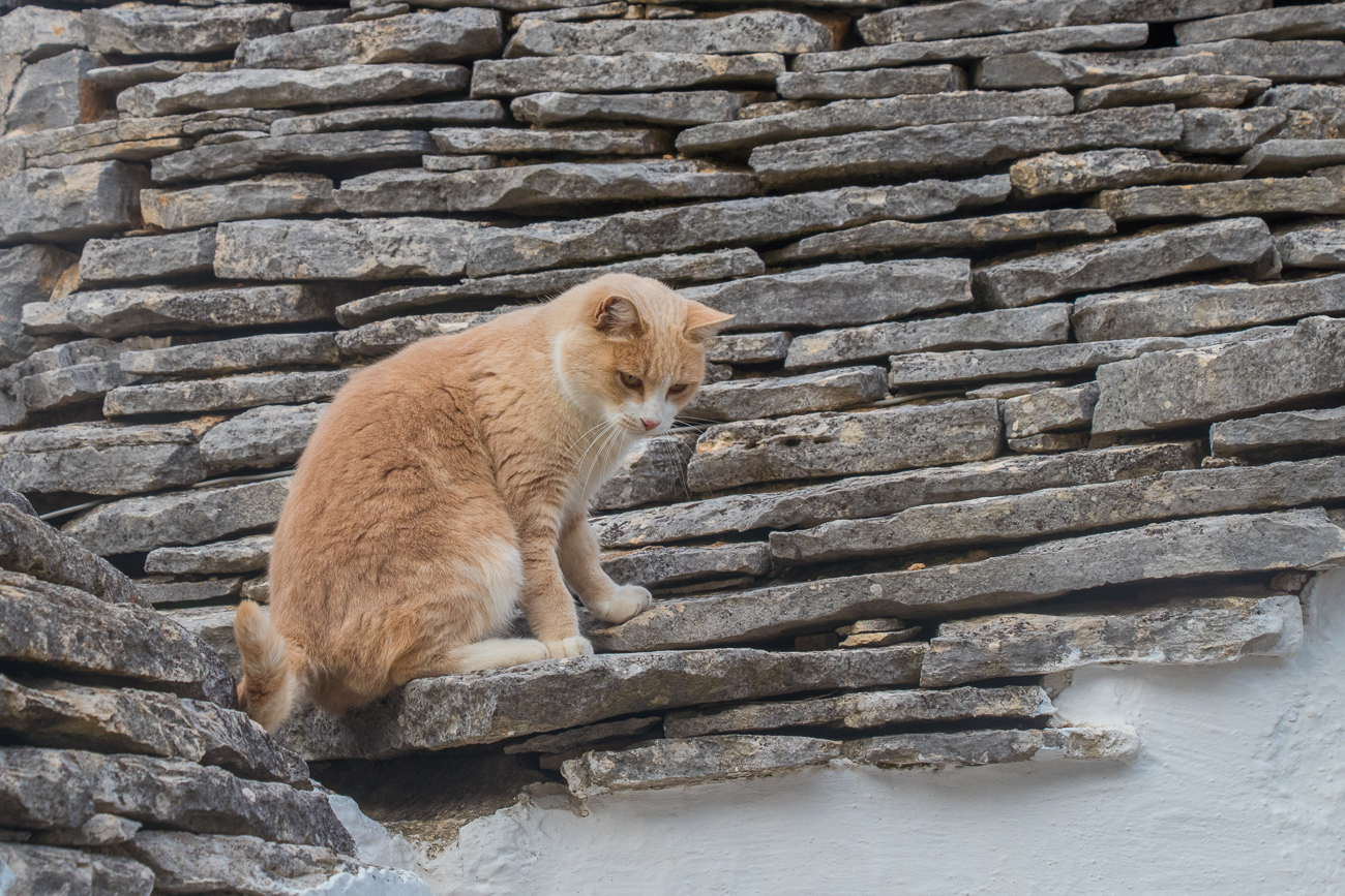 Eine der vielen Katzen 