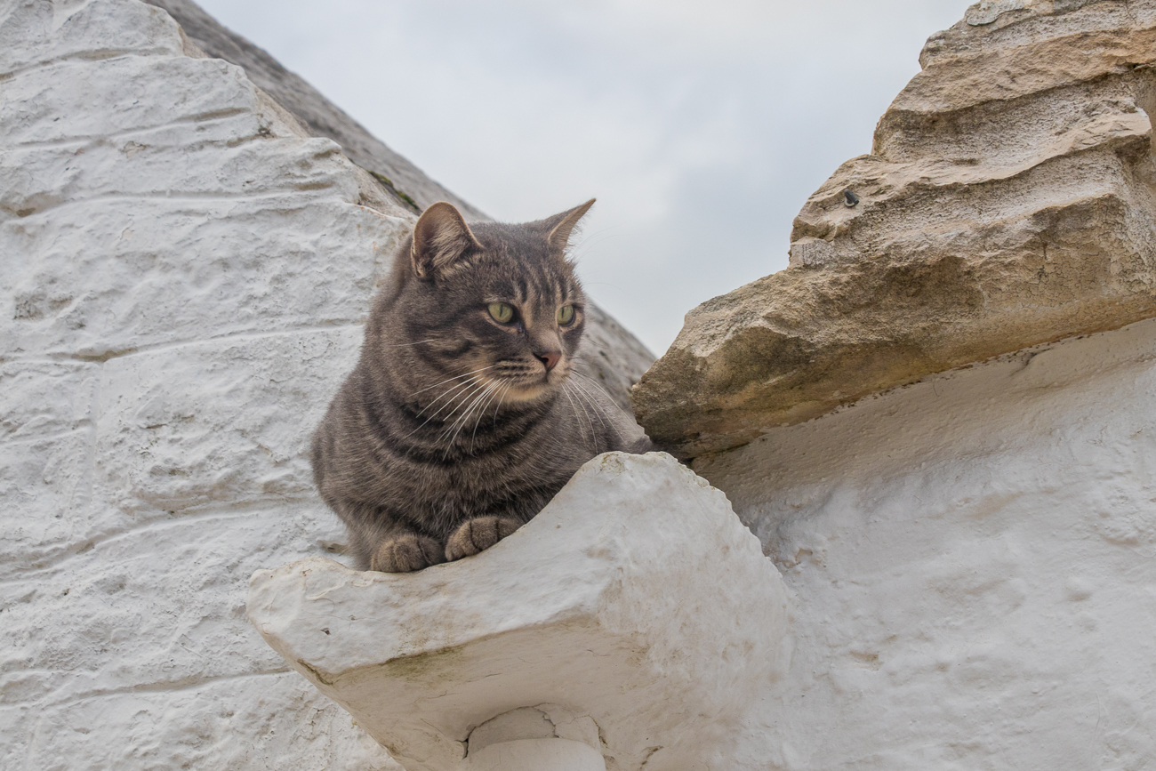Noch eine der vielen Katzen von Alberobello 
