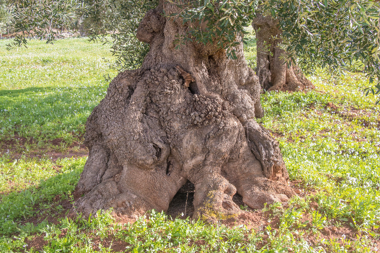 Uralter knorriger Baum 1