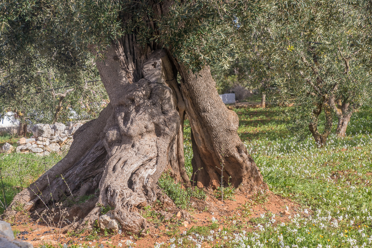 Uralter knorriger Baum 3 