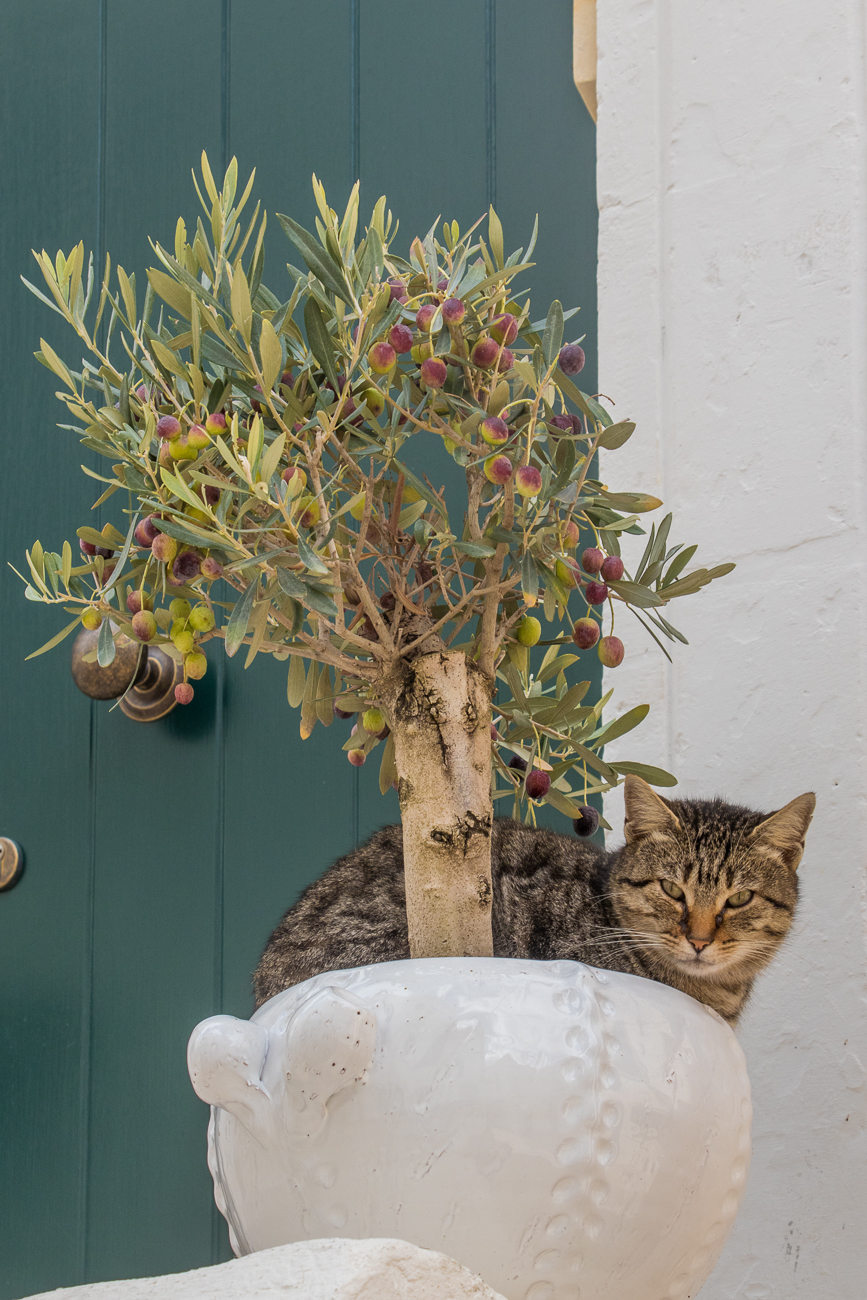 Ob Katzen Oliven mögen? 