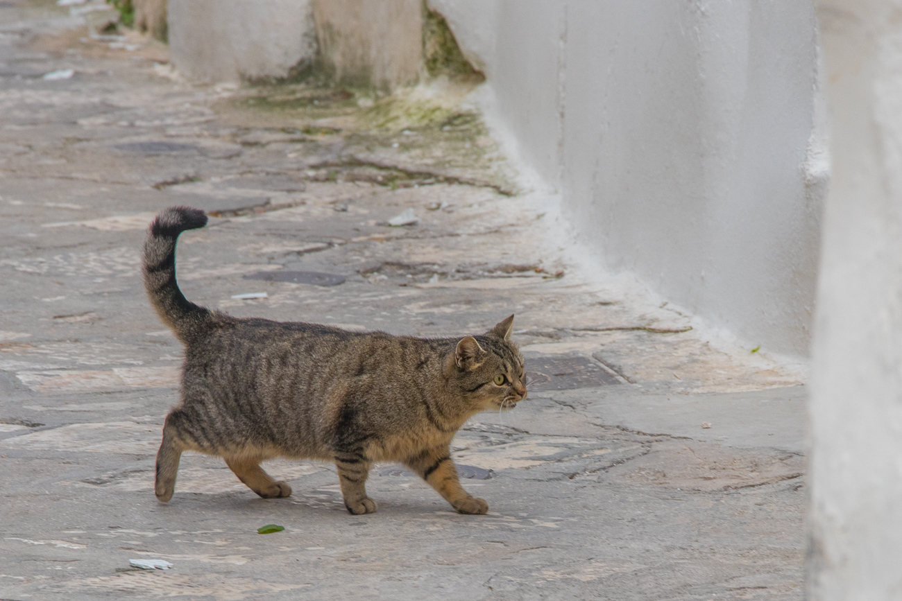Wieder mal eine Katze ;-) 