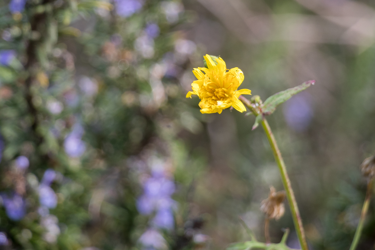 ... und Blumen ...