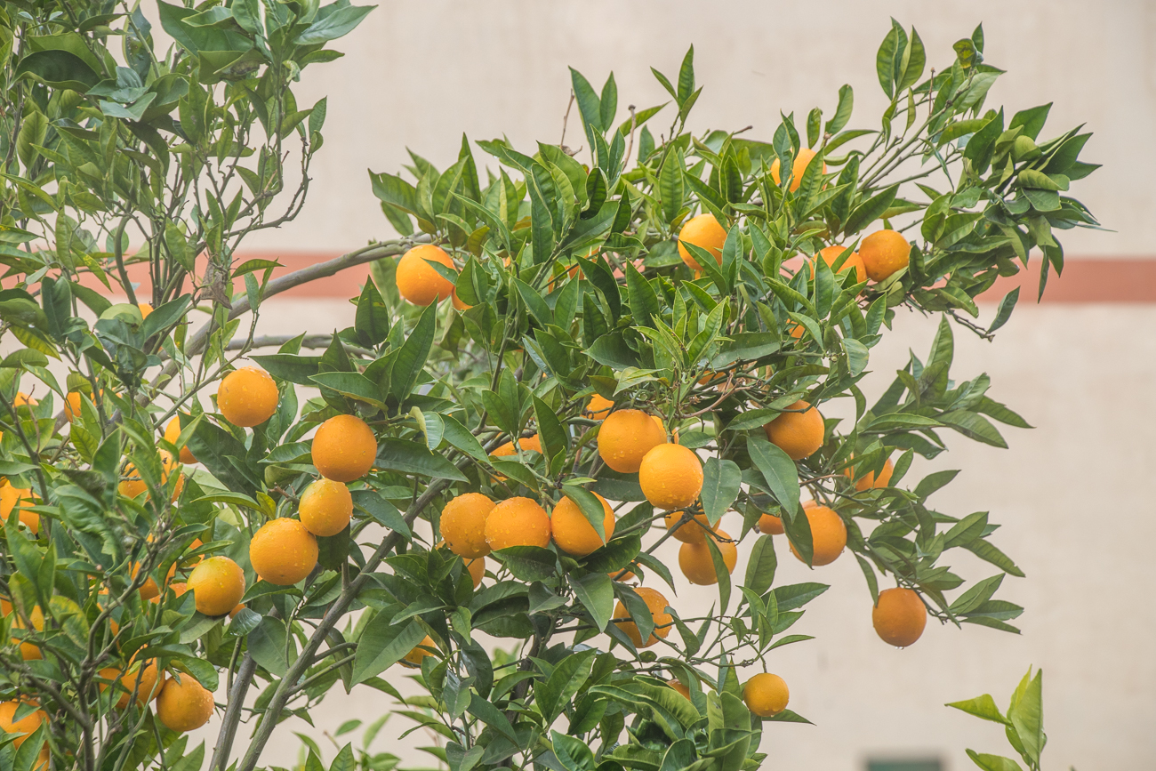Orangenbaum