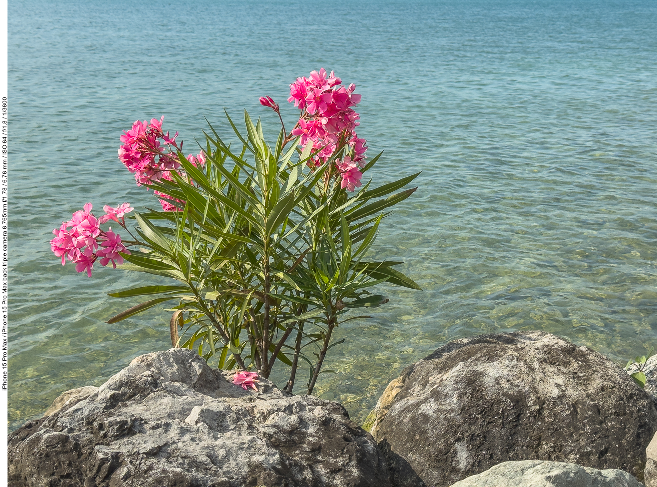 Oleander