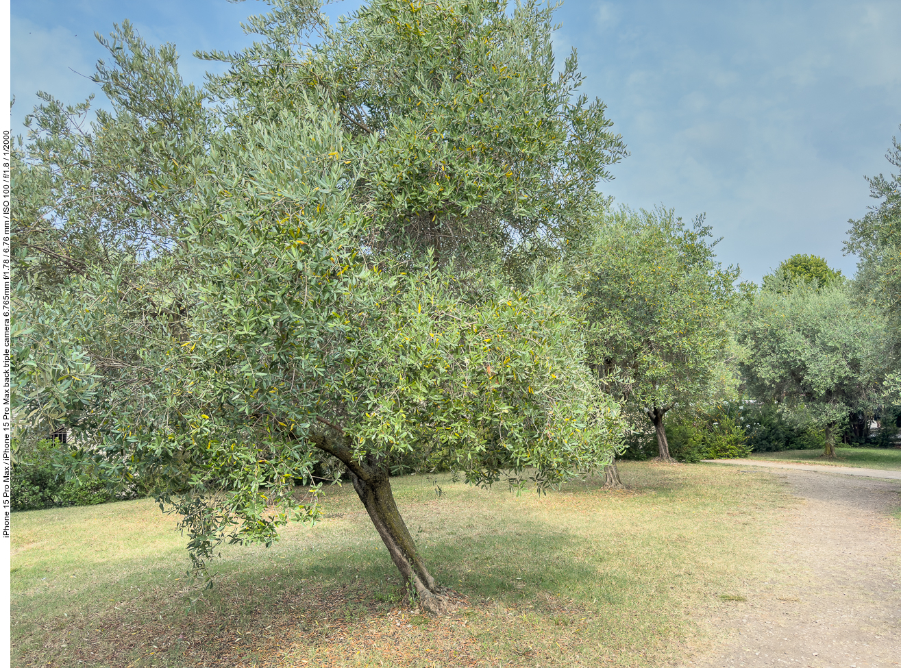 Olivenbäume im Park