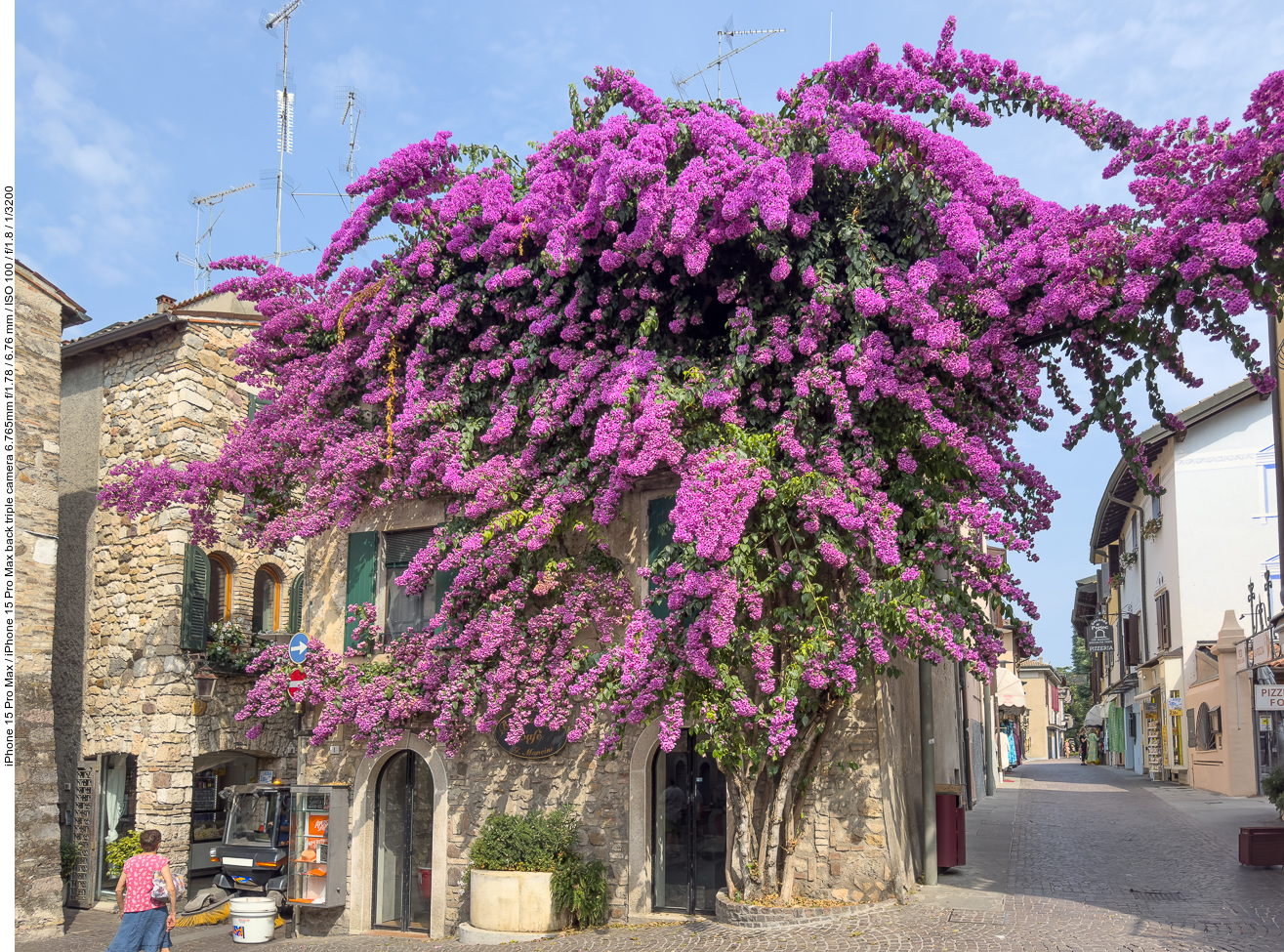 Bougainvillea