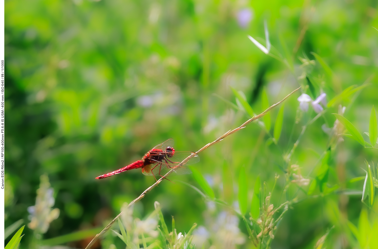Feuerlibelle [Crocothemis erythraea]