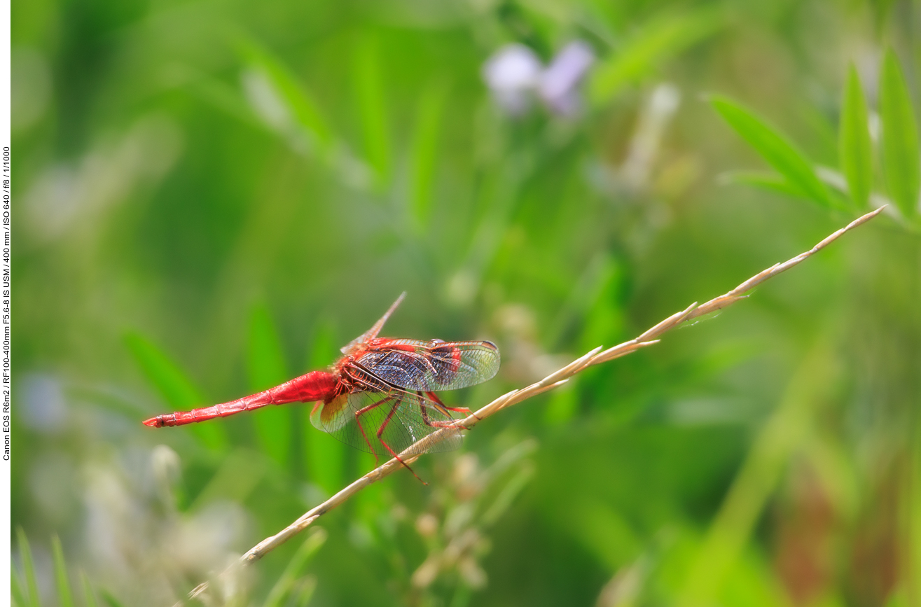 Feuerlibelle [Crocothemis erythraea]