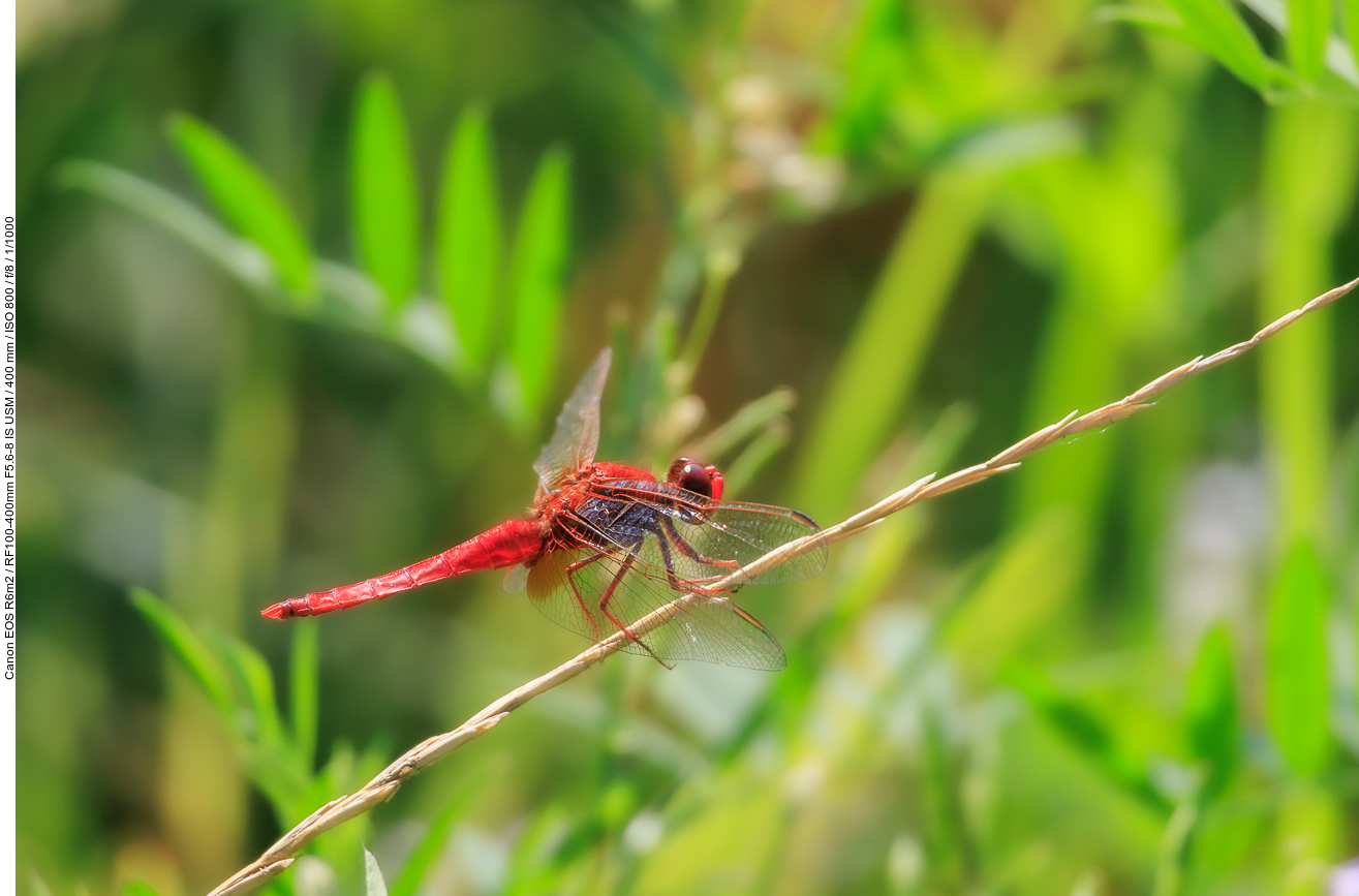 Feuerlibelle [Crocothemis erythraea]