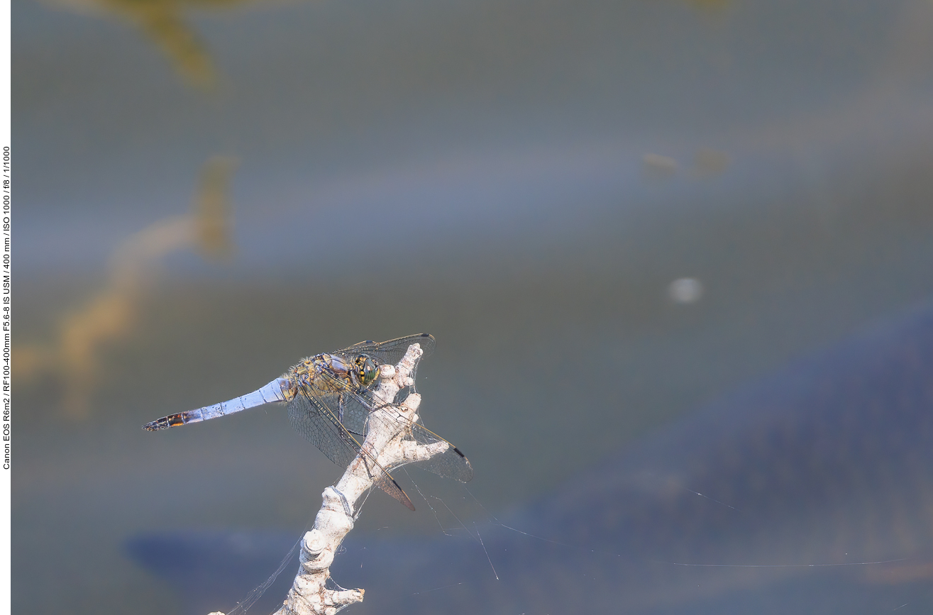 Großer Blaupfeil [Orthetrum cancellatum] - darunter ein Fisch ;-)