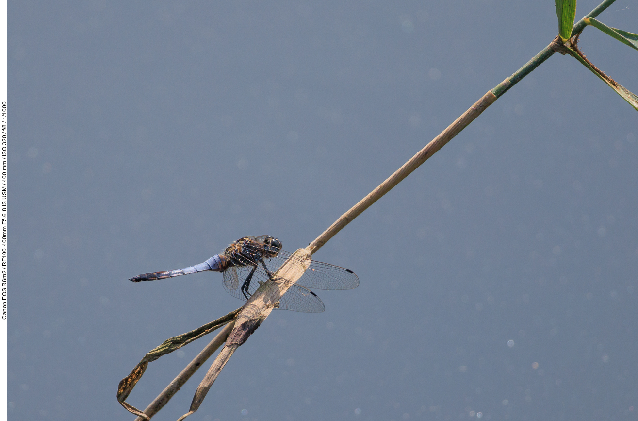Großer Blaupfeil [Orthetrum cancellatum]