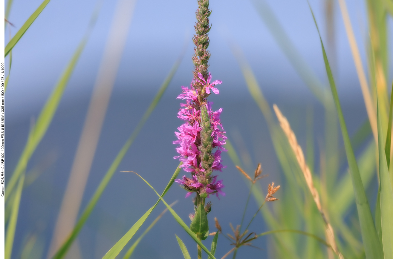 Gewöhnlicher Blutweiderich [Lythrum salicaria]