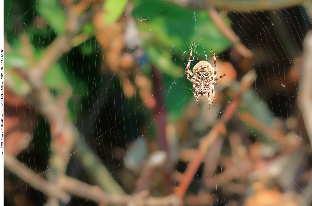 Wahrscheinlich eine Gartenkreuzspinne [Araneus diadematus]