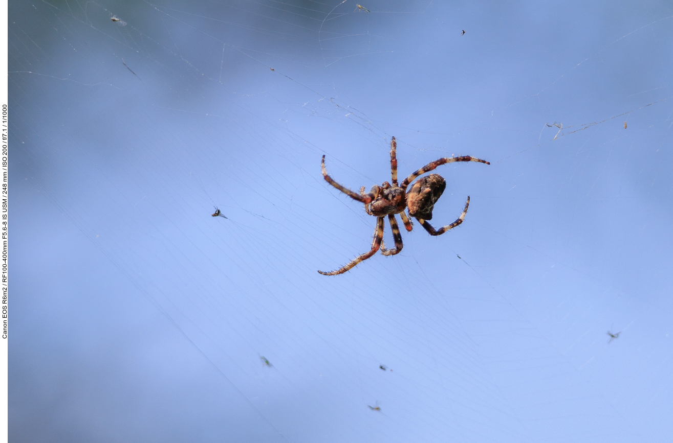 Keine Ahnung was das für eine Spinne ist