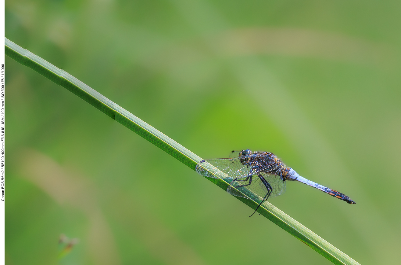 Großer Blaupfeil [Orthetrum cancellatum]