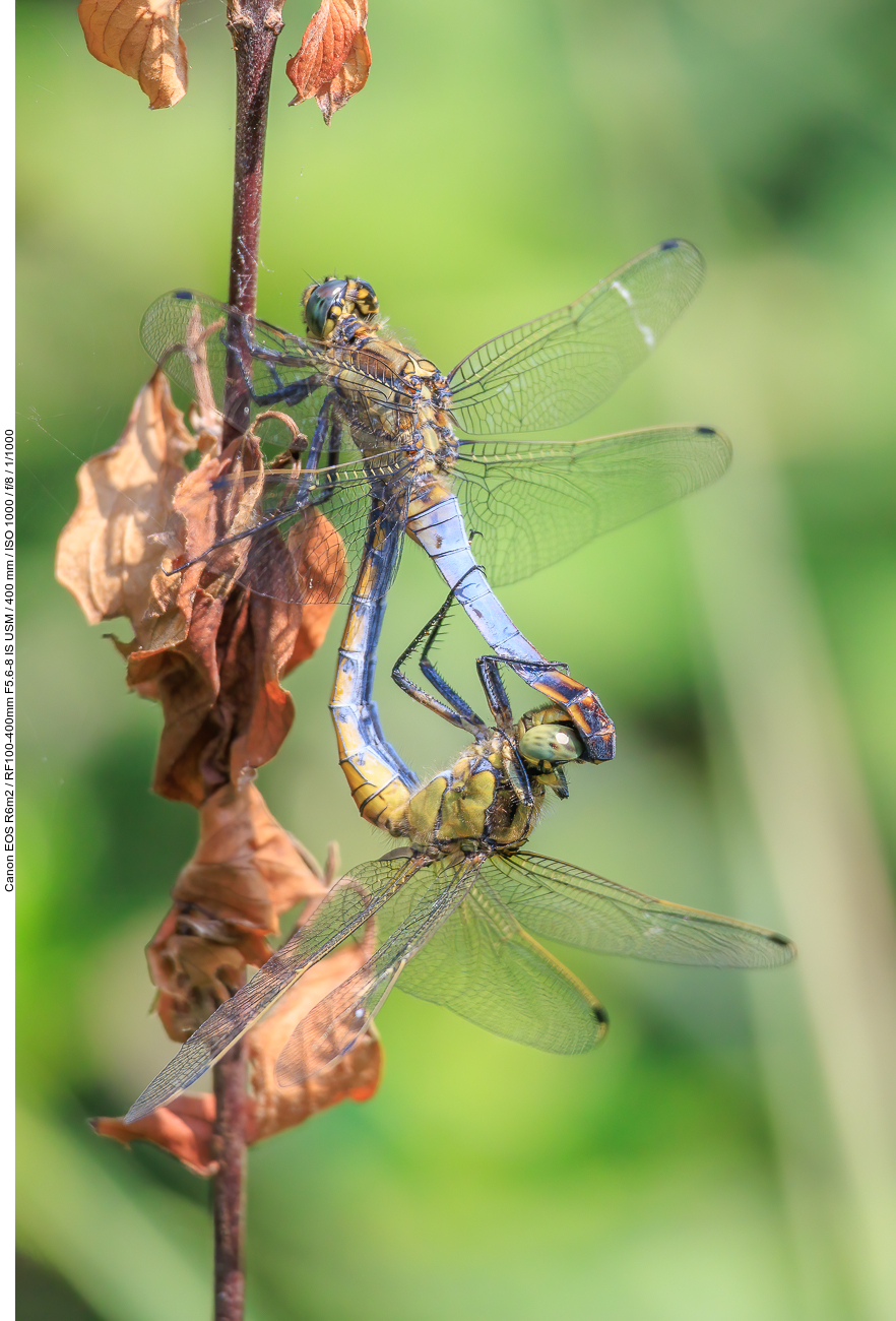Großer Blaupfeil [Orthetrum cancellatum] bei der Paarung
