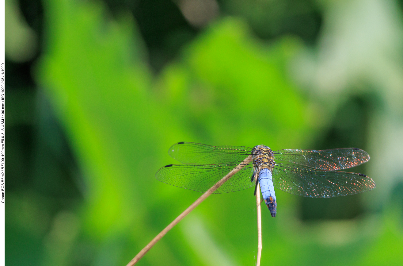 Großer Blaupfeil [Orthetrum cancellatum]