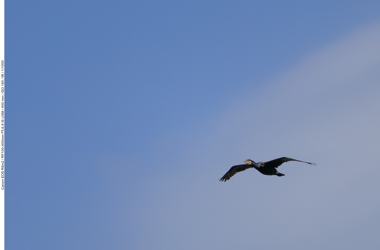 Kormoran [Phalacrocorax carbo]