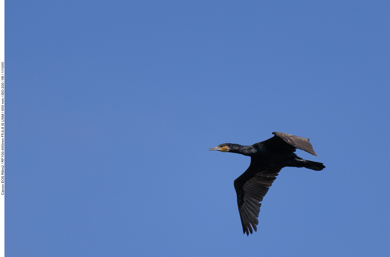 Kormoran [Phalacrocorax carbo]