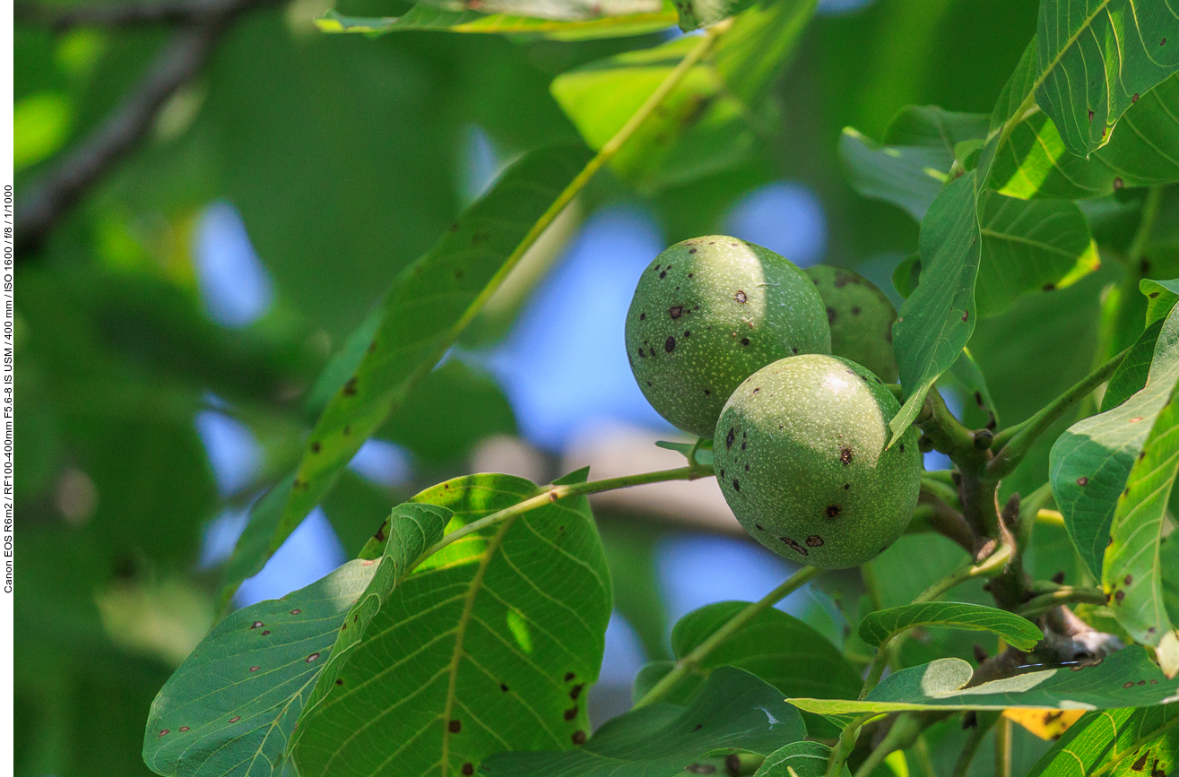 Echte Walnuss [Juglans regia]
