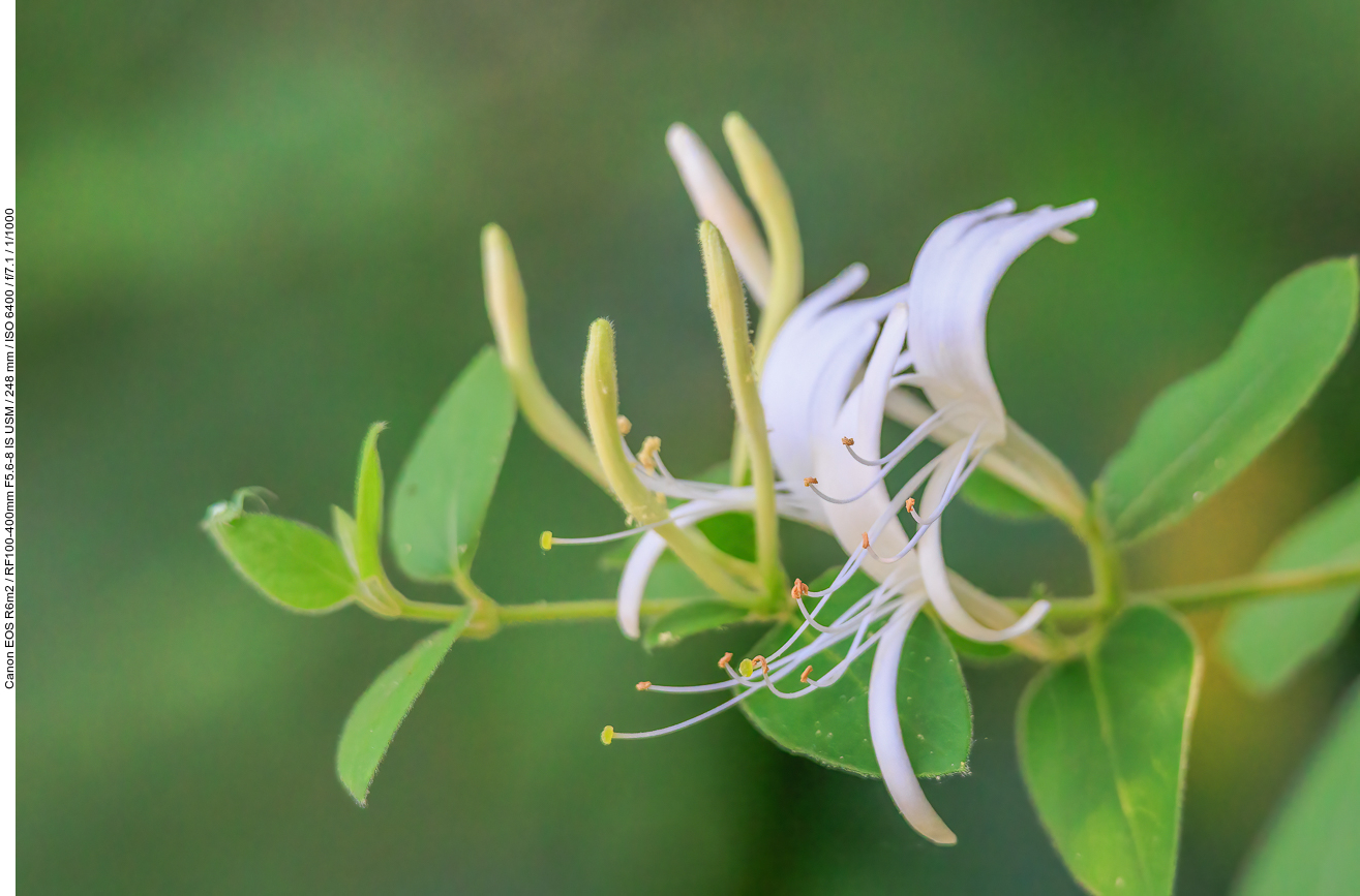 Japanisches Geißblatt [Lonicera japonica]