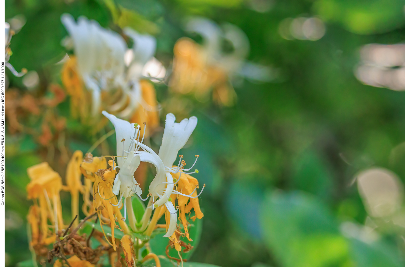 Japanisches Geißblatt [Lonicera japonica]