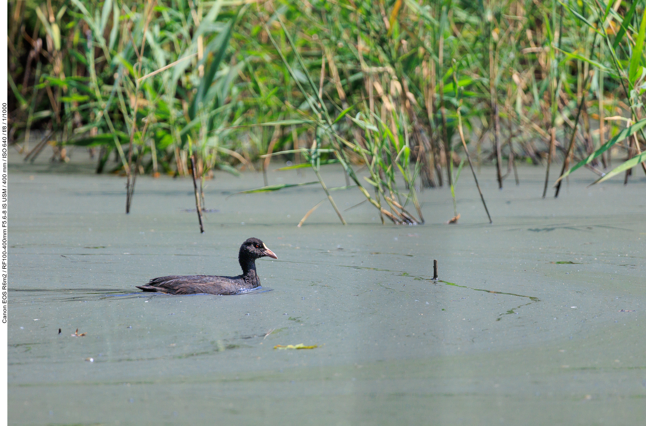 Blässhuhn [Fulica atra]