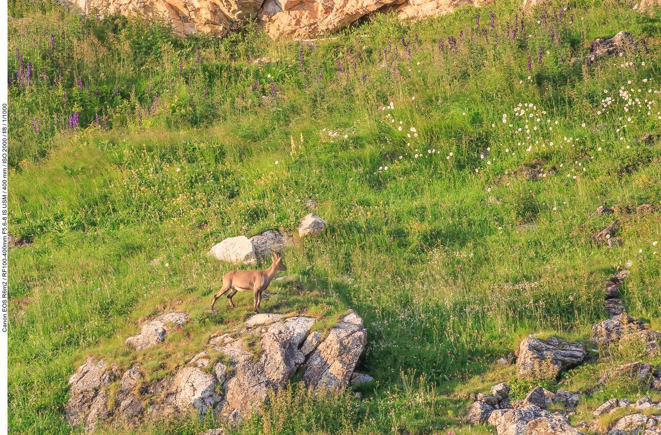 Alpensteinbock [Capra ibex]