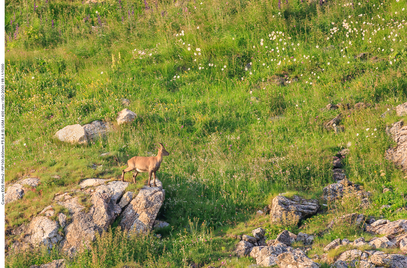 Dies ist eine Steinbock Geiß