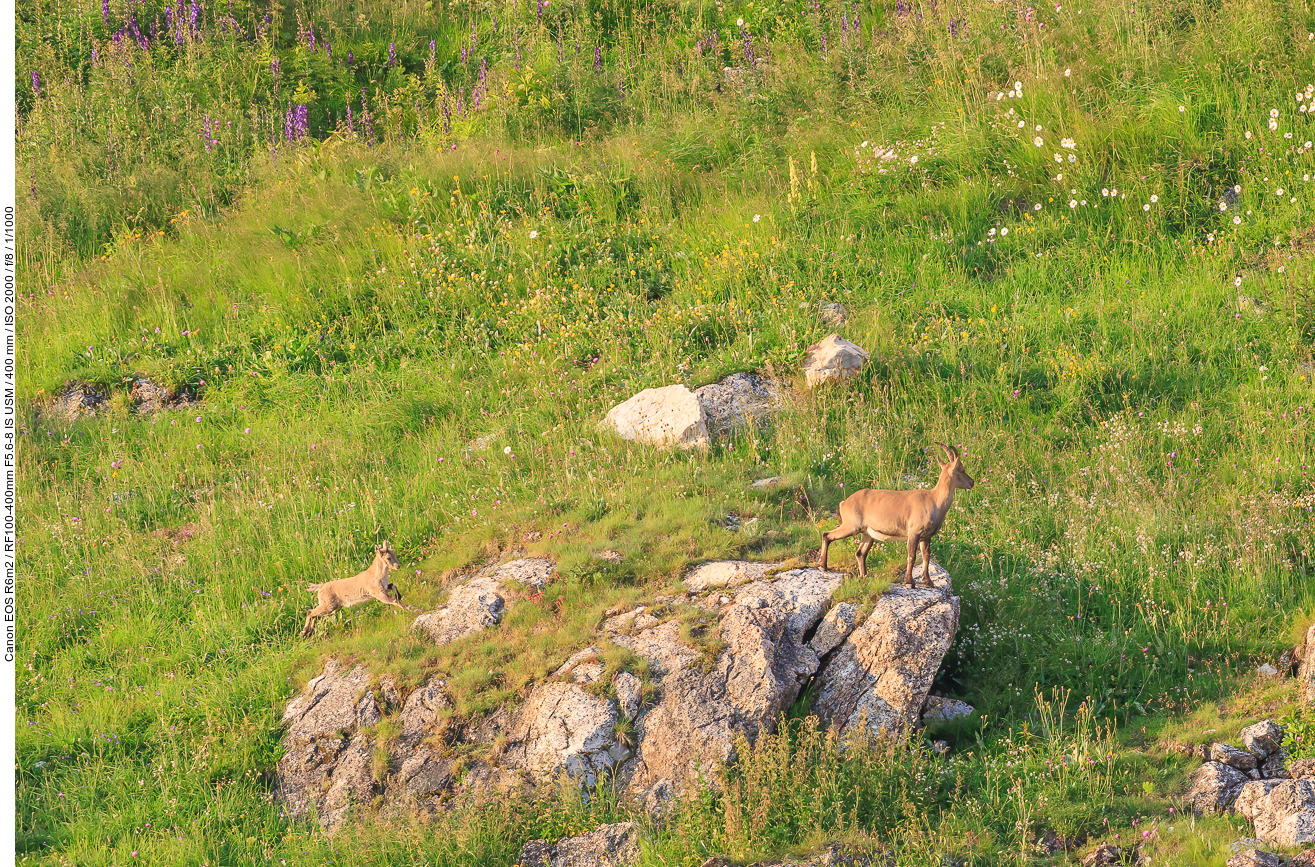 Und hier springt schon der Nachwuchs hinterher