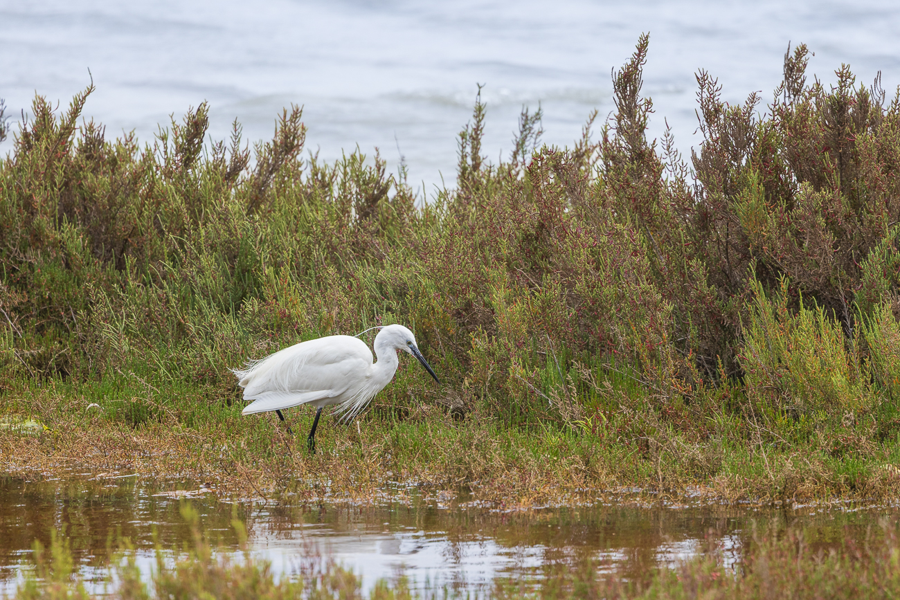 Seidenreiher [Egretta garzetta]