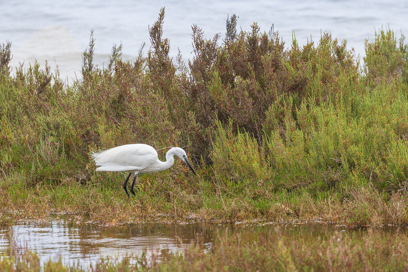 Seidenreiher [Egretta garzetta]