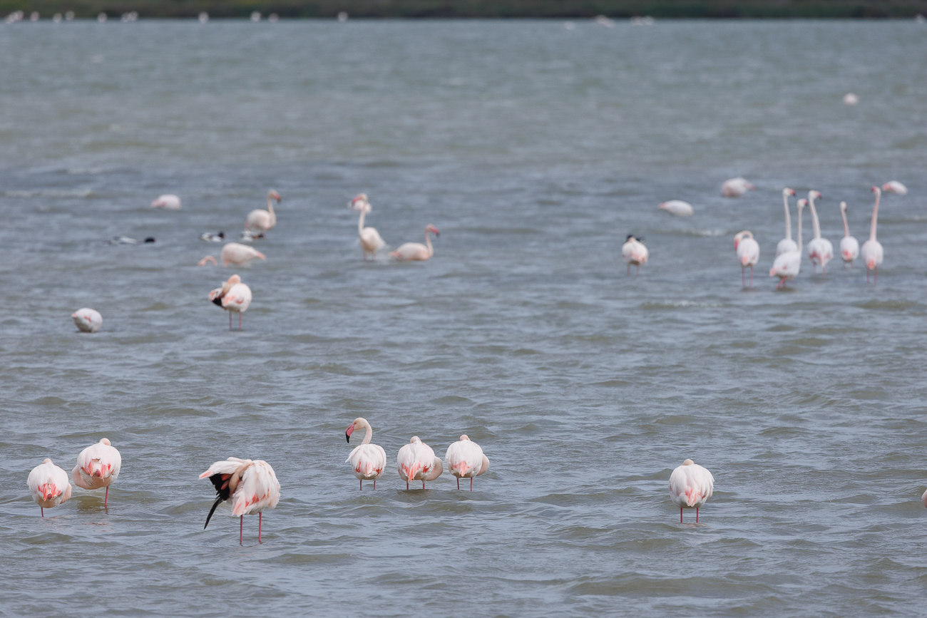 Rosaflamingo [Phoenicopterus roseus]