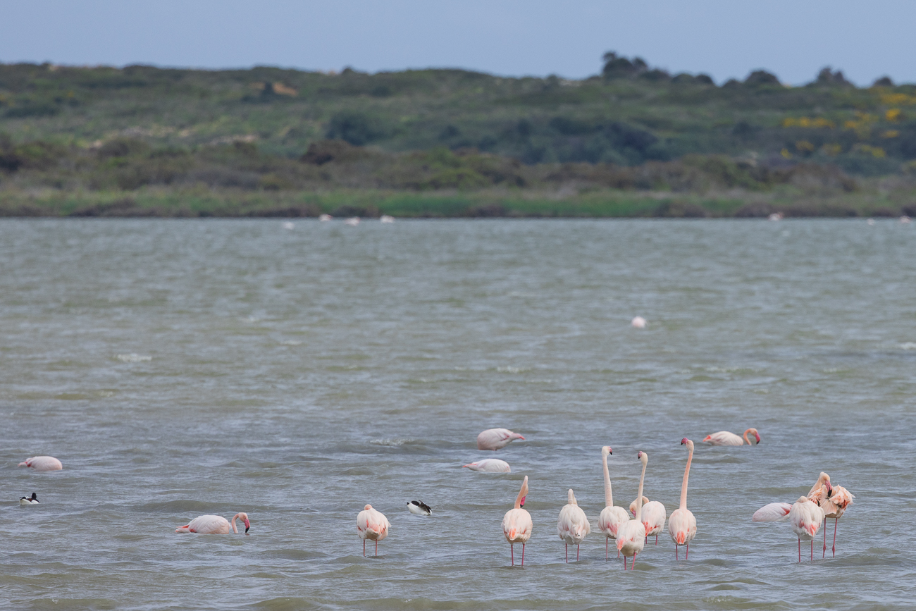 Rosaflamingo [Phoenicopterus roseus]