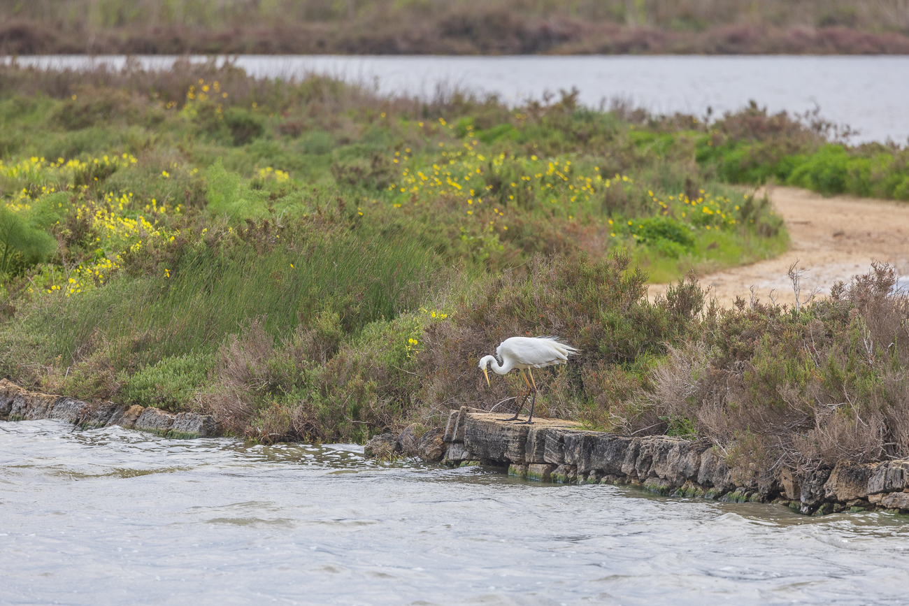 Silberreiher [Ardea alba]