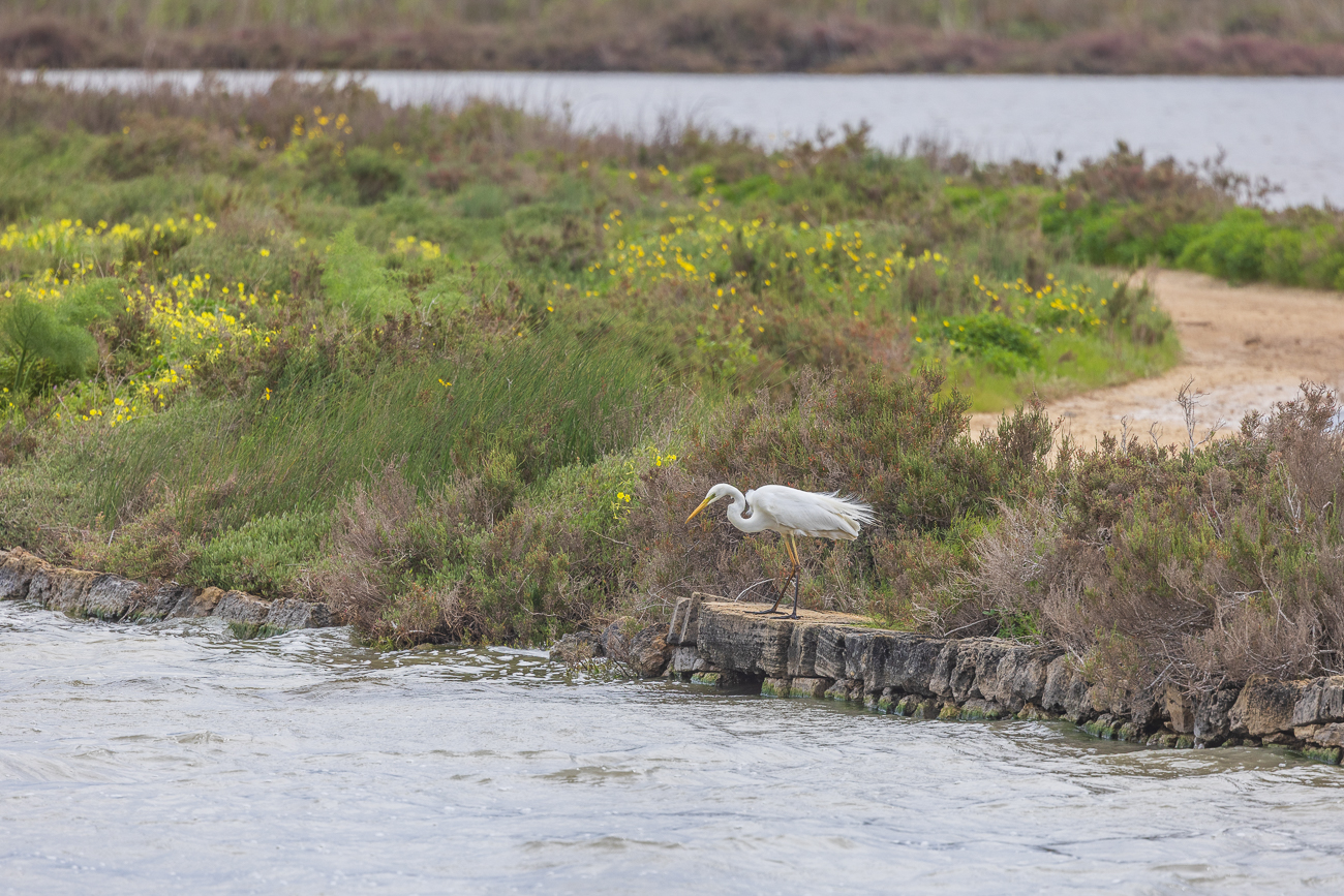 Silberreiher [Ardea alba]
